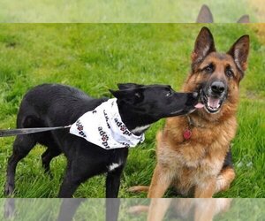 German Shepherd Dog Dogs for adoption in Milpitas, CA, USA