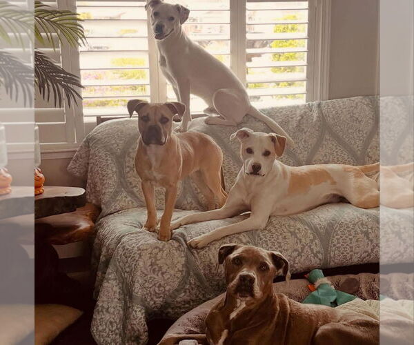 Medium Photo #4 Bulldog-Unknown Mix Puppy For Sale in Hayward, CA, USA