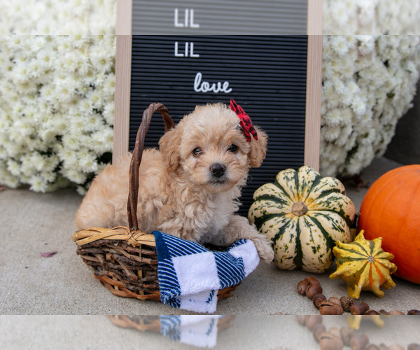 Medium Photo #1 Miniature Labradoodle Puppy For Sale in SHIPSHEWANA, IN, USA