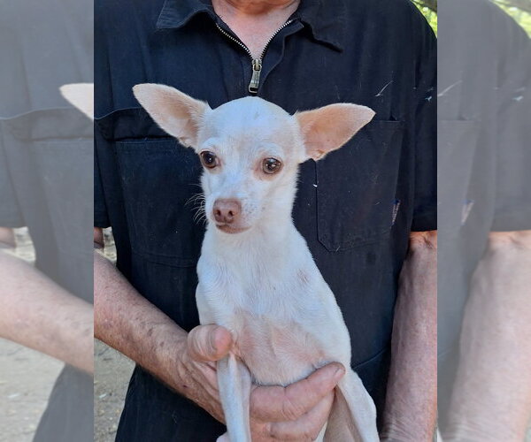 Medium Photo #3 Chihuahua-Unknown Mix Puppy For Sale in Missouri City, TX, USA