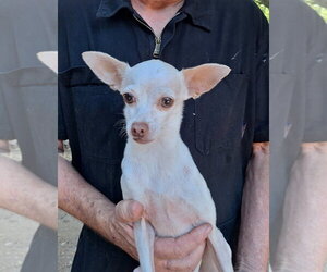 Toad - Male Chihuahua-Unknown Mix Dog for Adoption - Photo #3