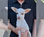 Small Photo #3 Chihuahua-Unknown Mix Puppy For Sale in Missouri City, TX, USA