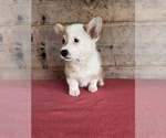 Small #3 Pembroke Welsh Corgi