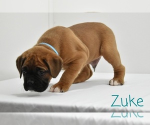 Boxer Puppy for sale in SHIPSHEWANA, IN, USA