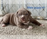 Puppy Puppy 1 American Bulldog