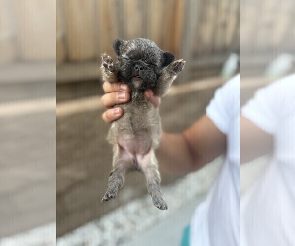 Medium Photo #15 French Bulldog Puppy For Sale in FOLSOM, CA, USA