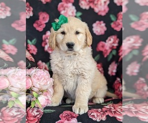 Golden Retriever Puppy for sale in OXFORD, PA, USA