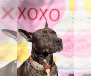 Mutt Dogs for adoption in Pompano Beach , FL, USA