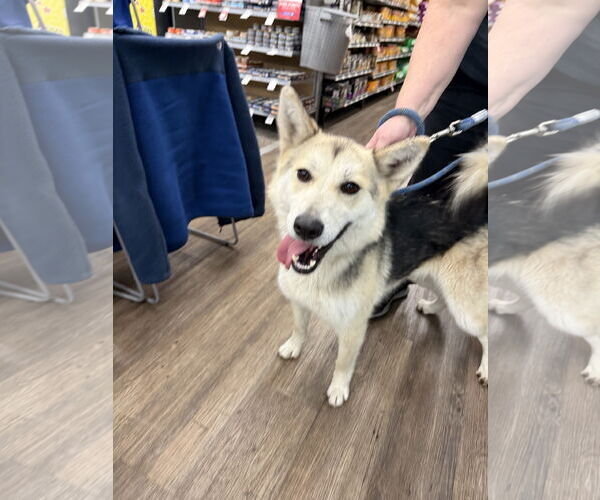 Medium Photo #3 Siberian Husky Puppy For Sale in Cedar Crest, NM, USA