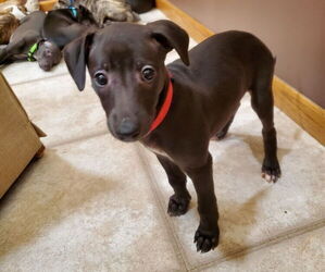Whippet Puppy for sale in DAVENPORT, IA, USA