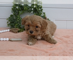 Cavapoo Puppy for sale in HOLMESVILLE, OH, USA