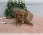Small Photo #1 Cavapoo Puppy For Sale in HOLMESVILLE, OH, USA