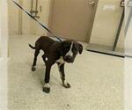 Small Labrador Retriever Mix