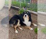 Small Photo #1 Miniature Australian Shepherd Puppy For Sale in PIERCE, CO, USA