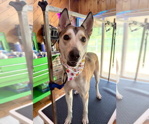 Kira - Female Siberian Husky-Unknown Mix Dog for Adoption - Photo #3