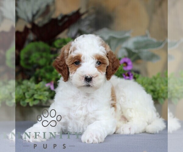 Medium Photo #3 Goldendoodle (Miniature) Puppy For Sale in EAST EARL, PA, USA