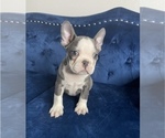 Small Photo #13 French Bulldog Puppy For Sale in HOUSTON, TX, USA