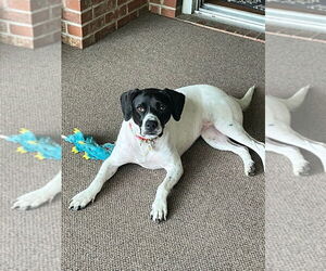 Mutt Dogs for adoption in Candler, NC, USA