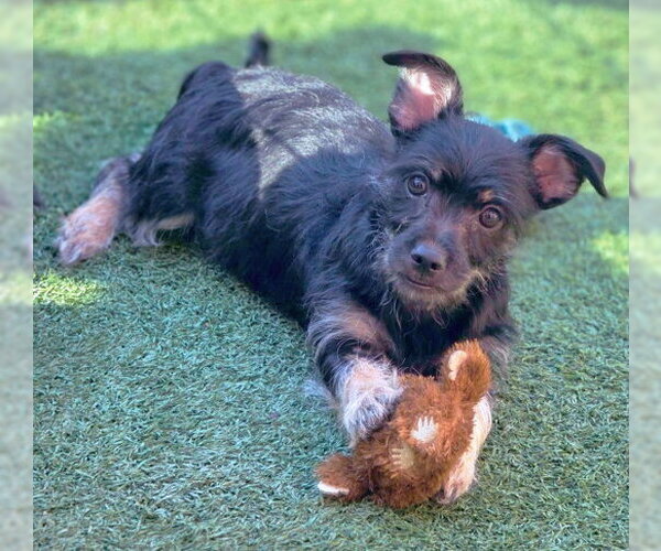 Medium Photo #2 Dachshund-Miniature Schnauzer Mix Puppy For Sale in Chino Hills, CA, USA