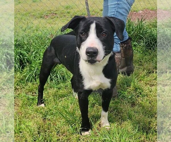 Medium Photo #2 Mutt Puppy For Sale in Anniston, AL, USA