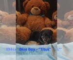 Small #1 Rottweiler