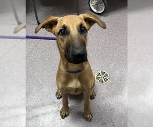 Mutt Dogs for adoption in Tracy, CA, USA