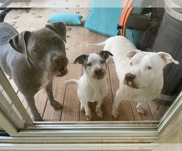 Medium Photo #8 American Staffordshire Terrier-Jack Russell Terrier Mix Puppy For Sale in Holly Springs, NC, USA