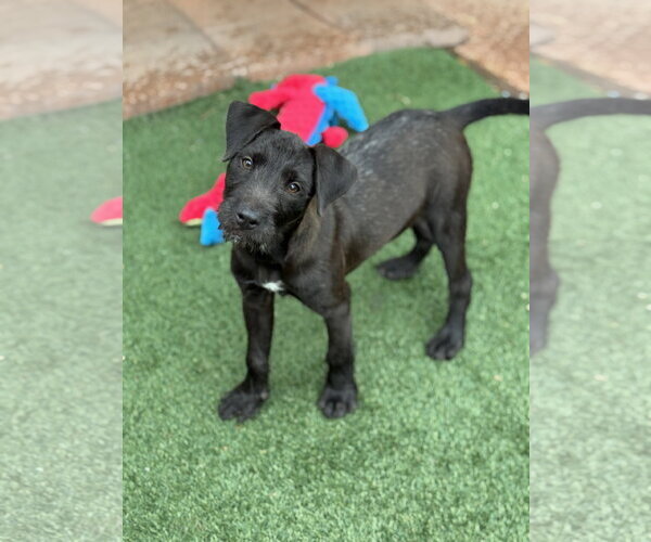 Medium Photo #6 Mutt Puppy For Sale in PIPE CREEK, TX, USA