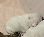 Small Photo #30 Olde English Bulldogge Puppy For Sale in ALDEN, MN, USA