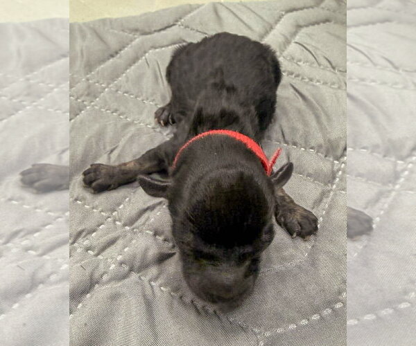Medium Photo #4 Maltipoo (Miniature) Puppy For Sale in Corona, CA, USA