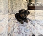 Small Photo #21 Yorkshire Terrier Puppy For Sale in RHOADESVILLE, VA, USA