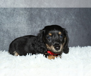 Dachshund Puppy for sale in INDEPENDENCE, IA, USA