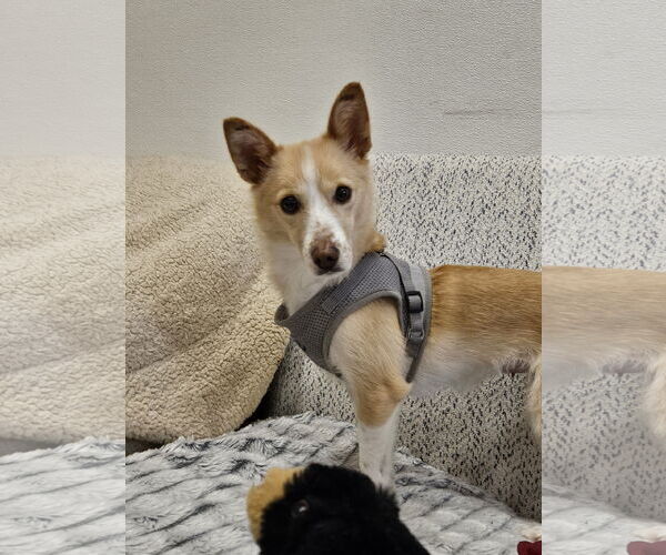 Medium Photo #2 Mutt Puppy For Sale in Agoura Hills, CA, USA