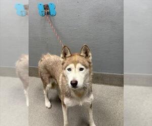 Siberian Husky-Unknown Mix Dogs for adoption in Las Vegas, NV, USA