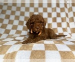 Small #5 Cockapoo (Miniature)