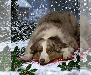 Father of the Australian Shepherd puppies born on 03/31/2025