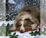 Small Photo #1 Australian Shepherd Puppy For Sale in EUSTIS, FL, USA