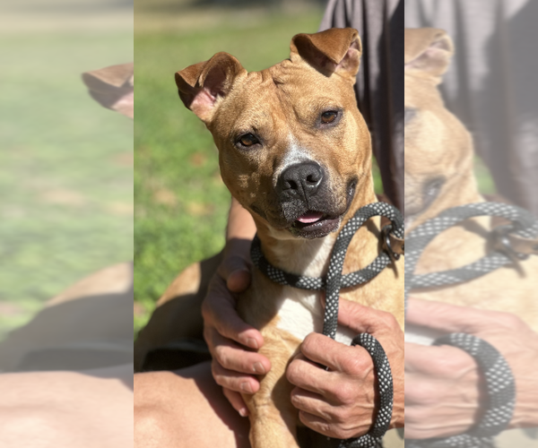 Medium Photo #2 American Pit Bull Terrier Puppy For Sale in Thomasville, NC, USA