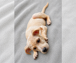 Small #3 Labrador Retriever Mix