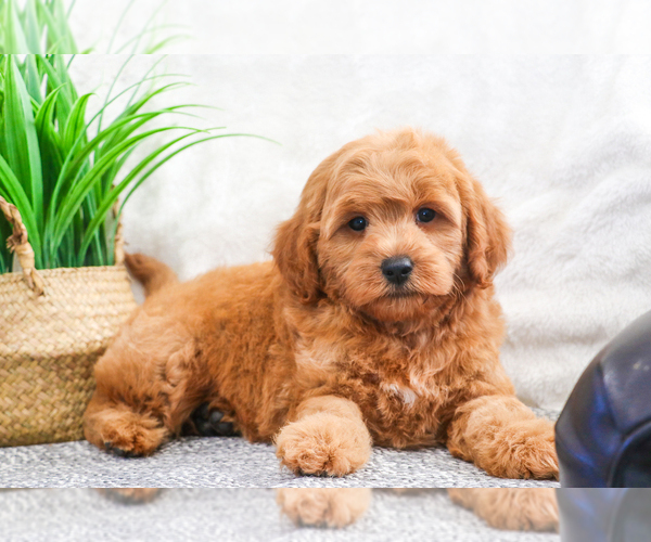 Medium Photo #21 Goldendoodle (Miniature) Puppy For Sale in SYRACUSE, IN, USA