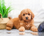 Small Photo #21 Goldendoodle (Miniature) Puppy For Sale in SYRACUSE, IN, USA