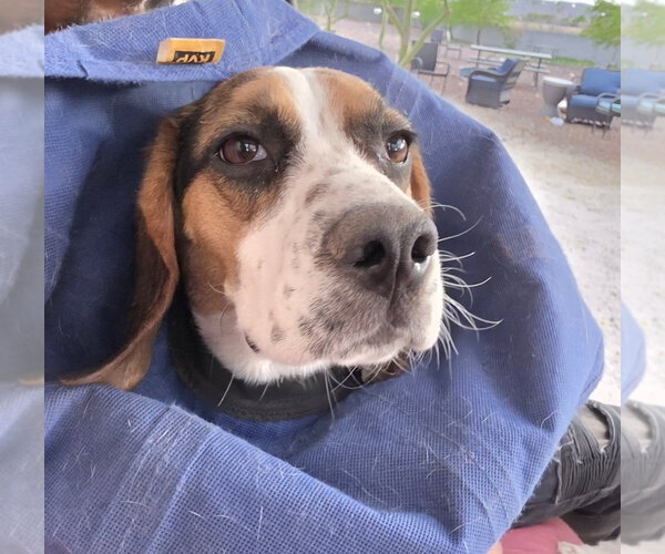 Medium Photo #4 Beagle Puppy For Sale in Las Vegas, NV, USA