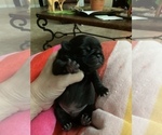 Small Photo #6 Pug Puppy For Sale in RICHMOND, TX, USA