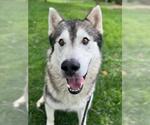 Small Gerberian Shepsky