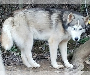 Siberian Husky Puppy for Sale in SANDY HOOK, Kentucky USA