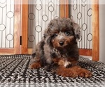 Puppy 1 Poodle (Miniature)