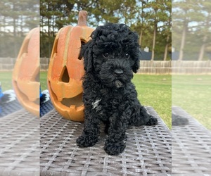 Cock-A-Poo Puppy for sale in MONROE, GA, USA