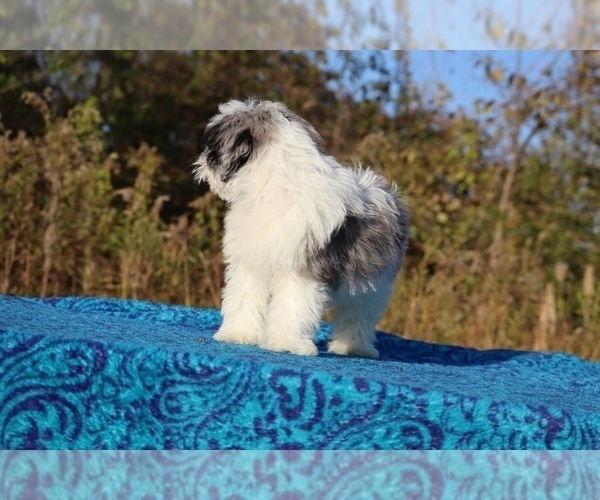 Medium Photo #15 ShihPoo Puppy For Sale in DYERSBURG, TN, USA