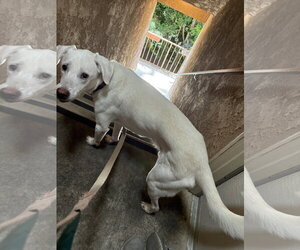 ROCKY - Male Labrador Retriever-Unknown Mix Dog for Adoption - Photo #6
