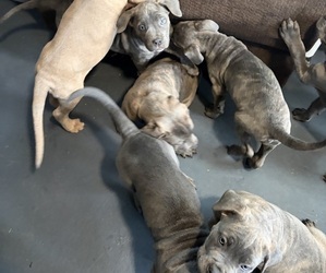 Cane Corso Puppy for sale in TEMPLE HILLS, MD, USA